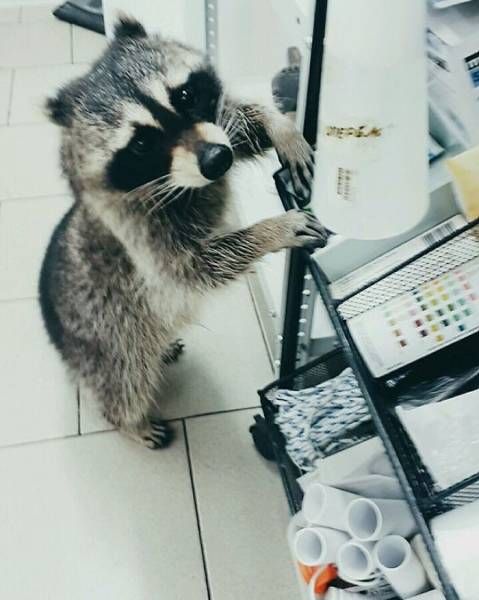raccoon_06.jpg