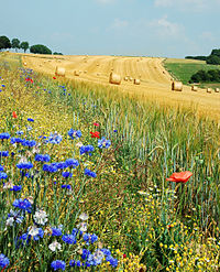 Field_Hamois_Belgium_Luc_Viatour.jpg