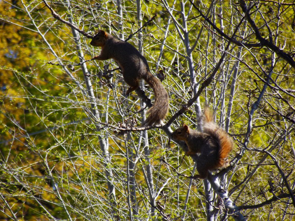 peanut the squirrel, friends, jeronimorubio, daily pet photography (6).jpg