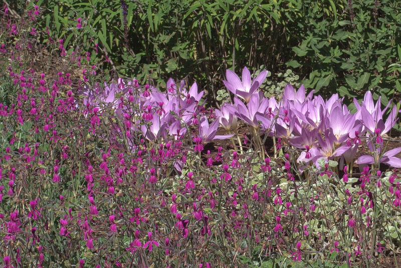 colchicum_in_dry_garden.jpg