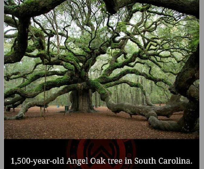 1500 years old tree.JPG