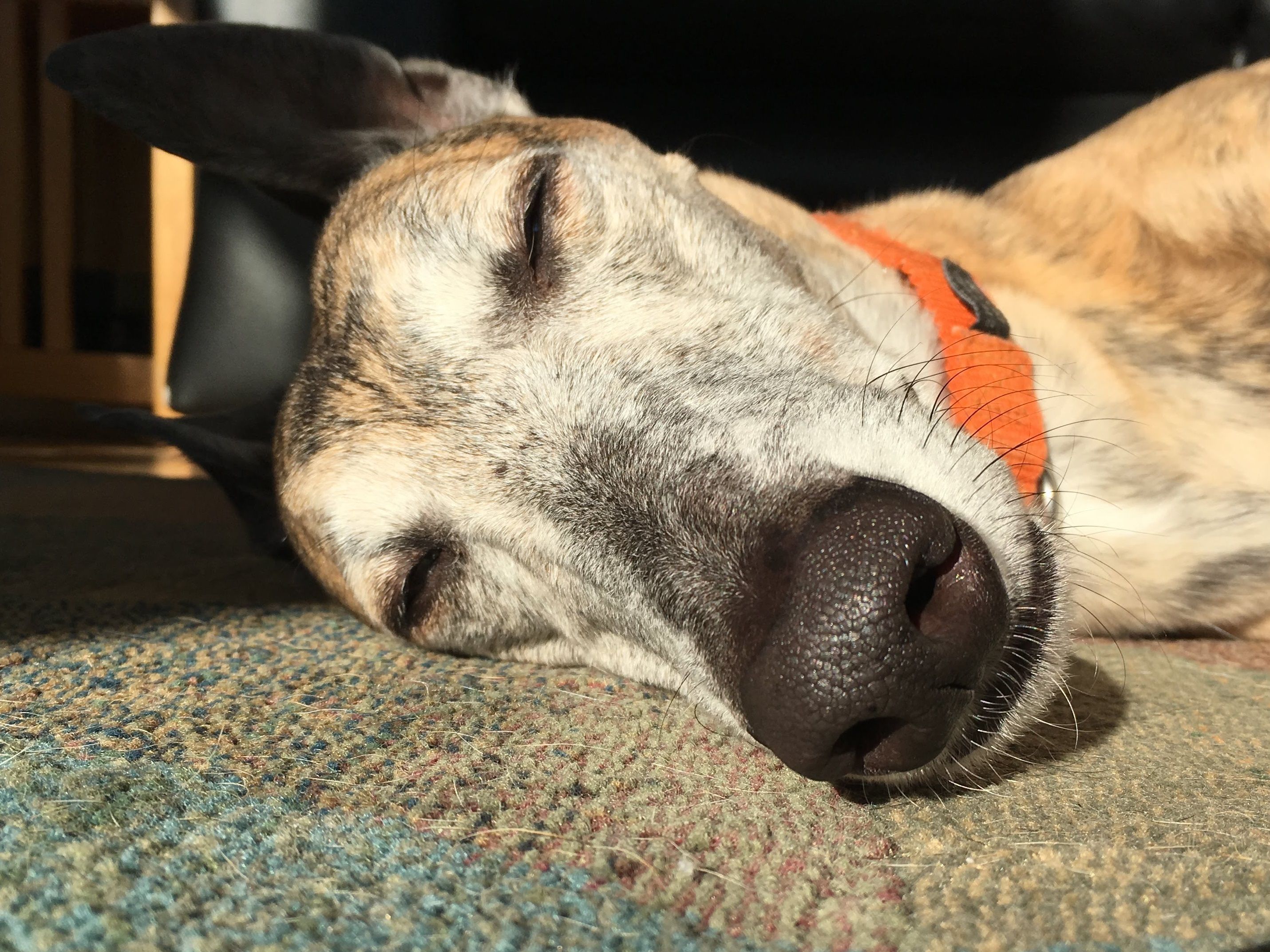 Greyhounds 45 Mph Couch Potato Steemit