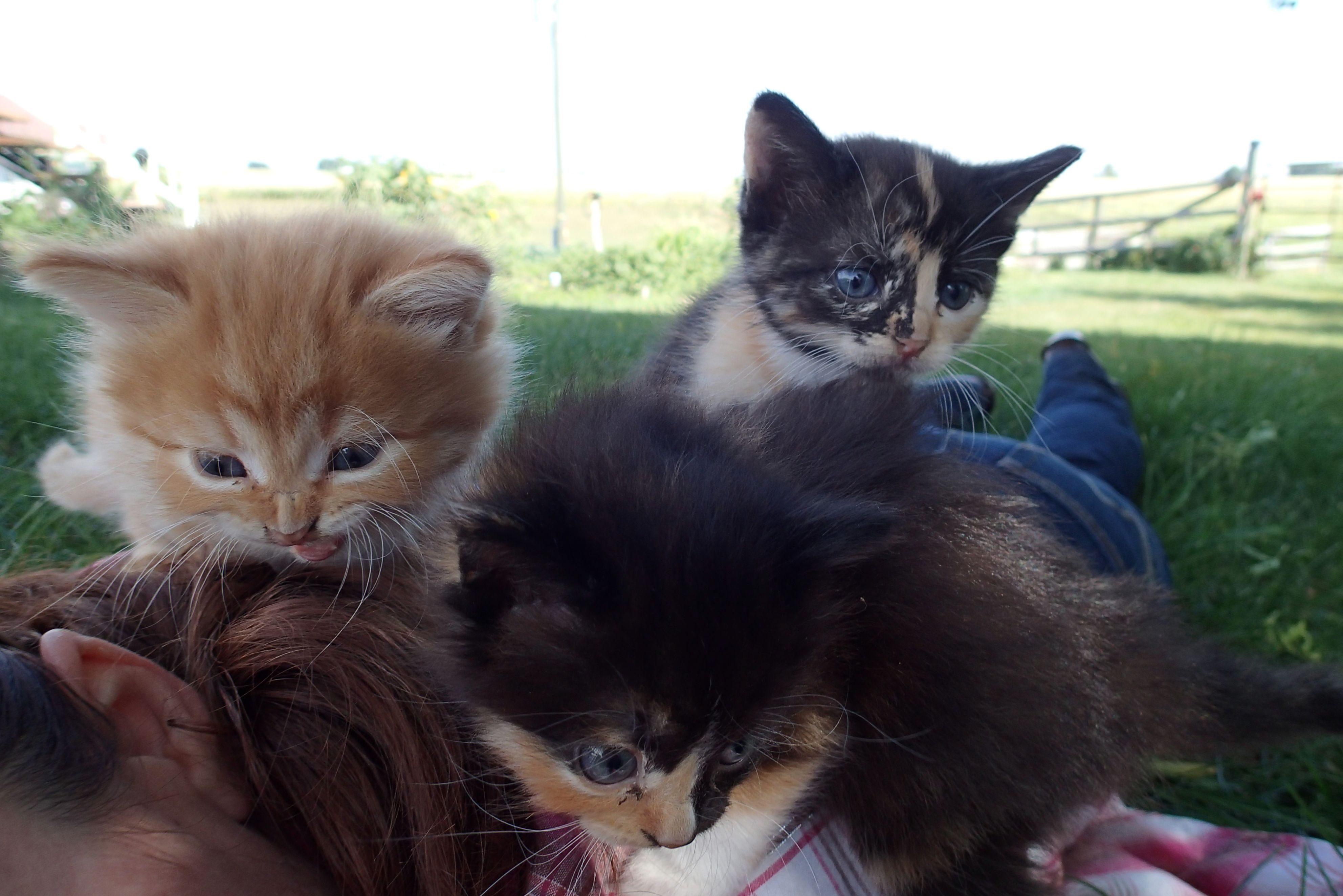 quad kittens horses 085.JPG