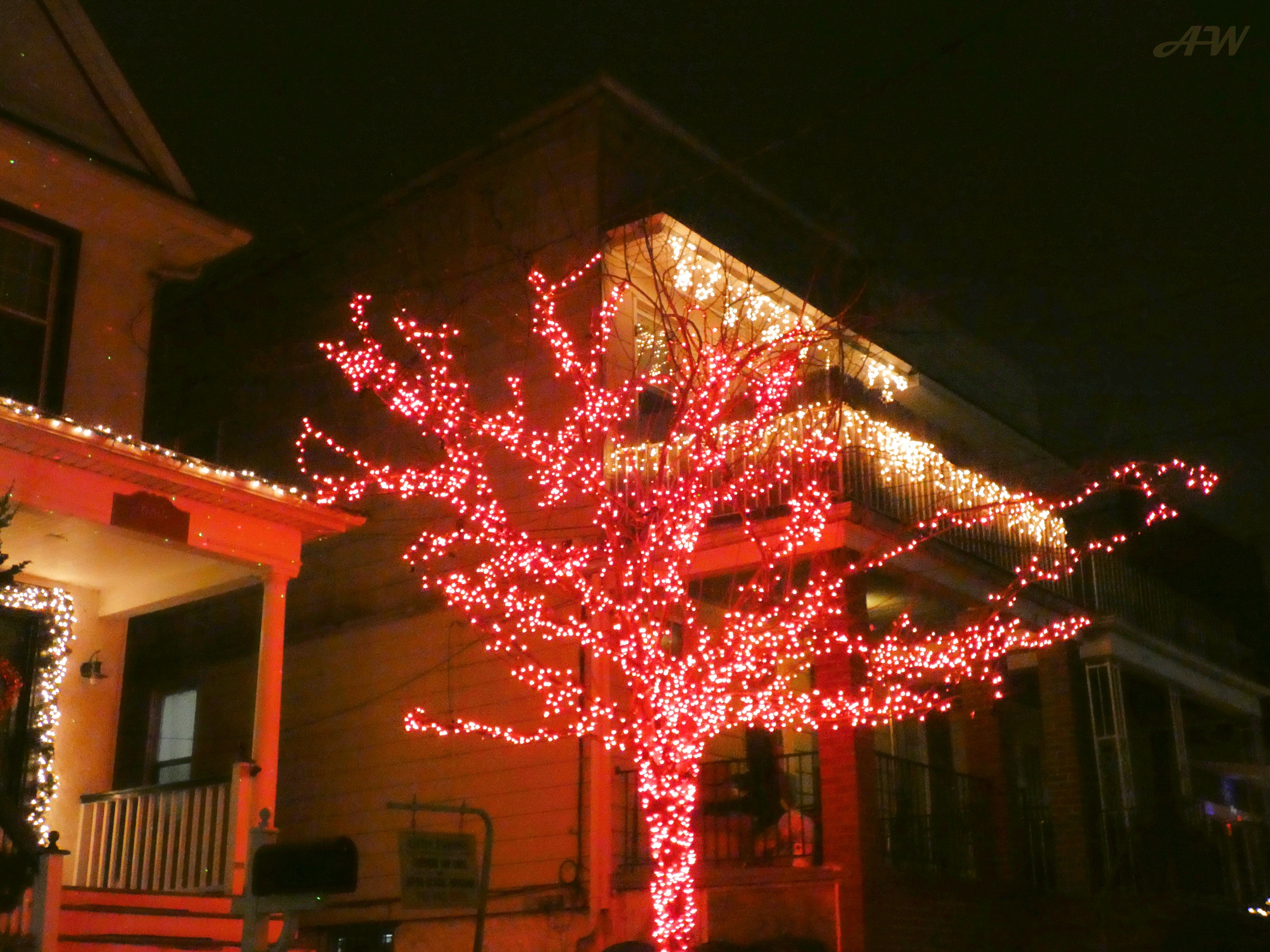 red lights tree.jpg