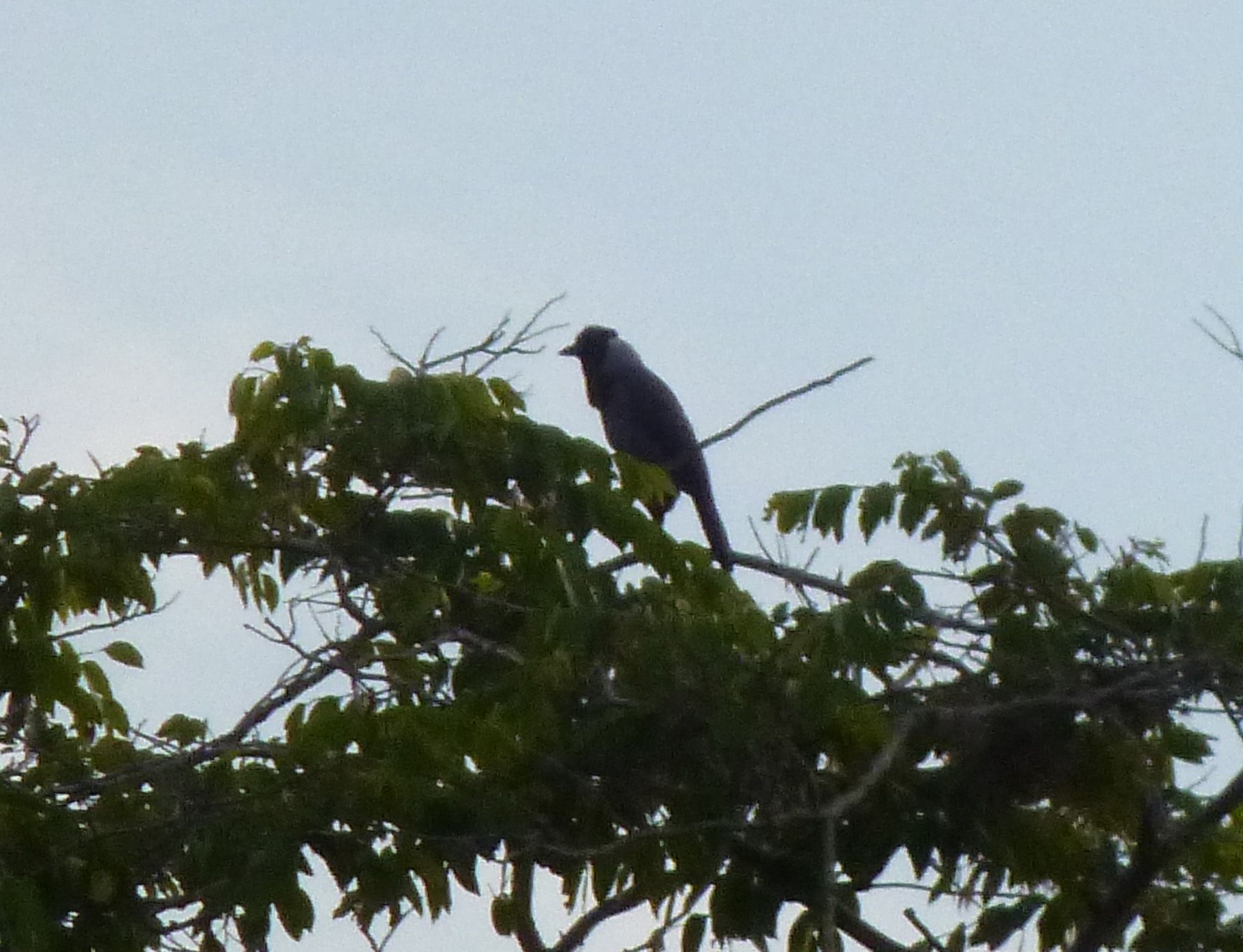 Cyanocorax violaceus.JPG