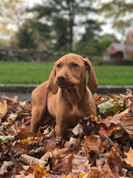 rusty puppy leaves.jpg