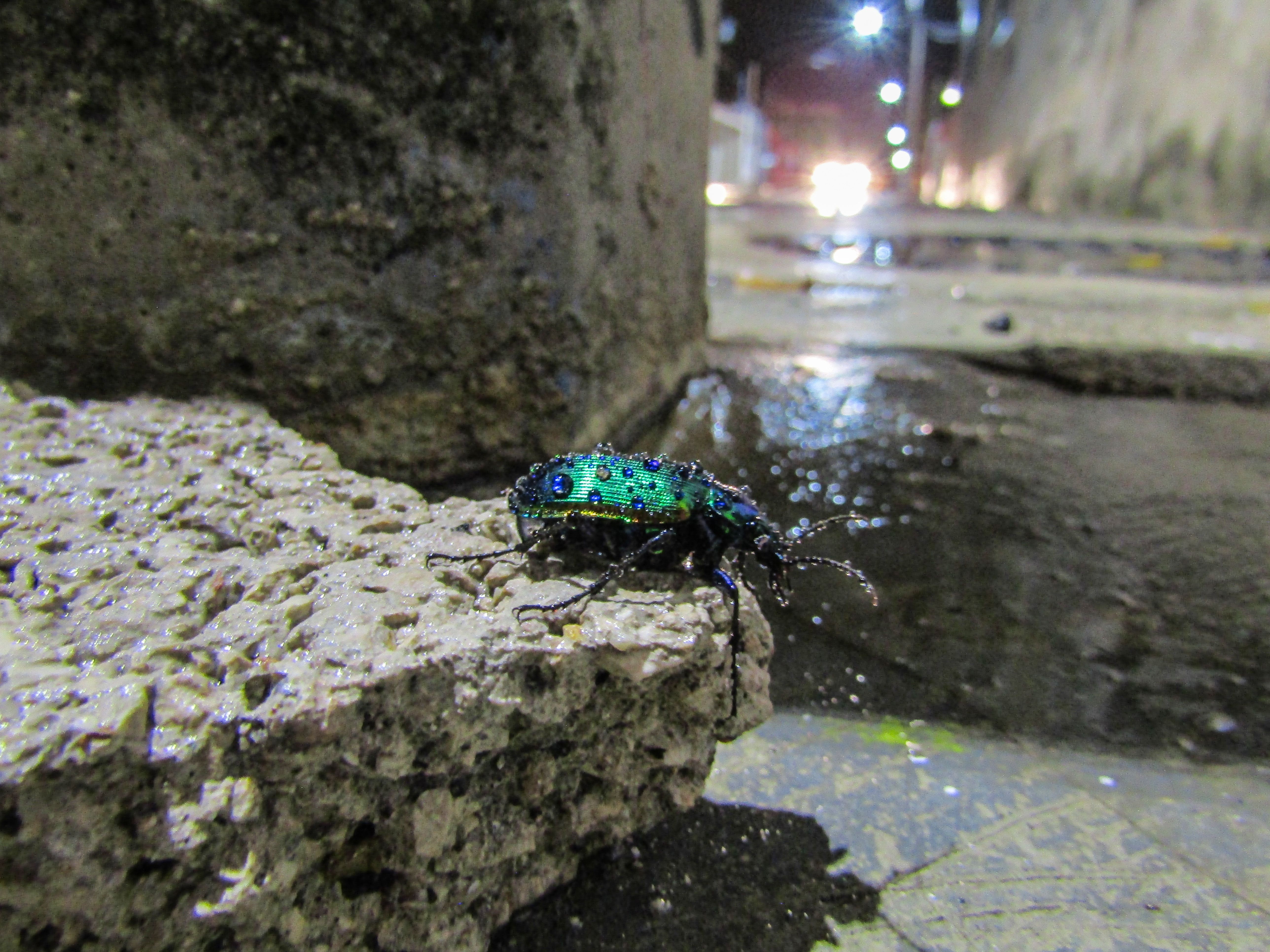 InsectoBajoLluvia.jpg