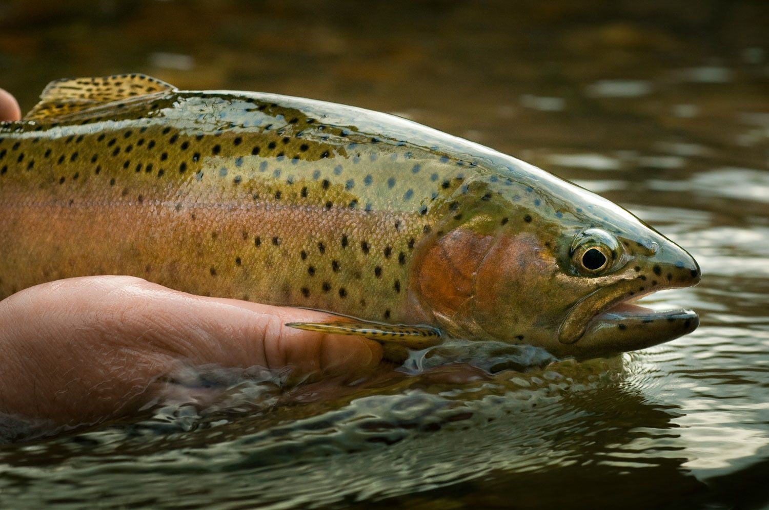 flyfishing-to-educated-trout.jpg