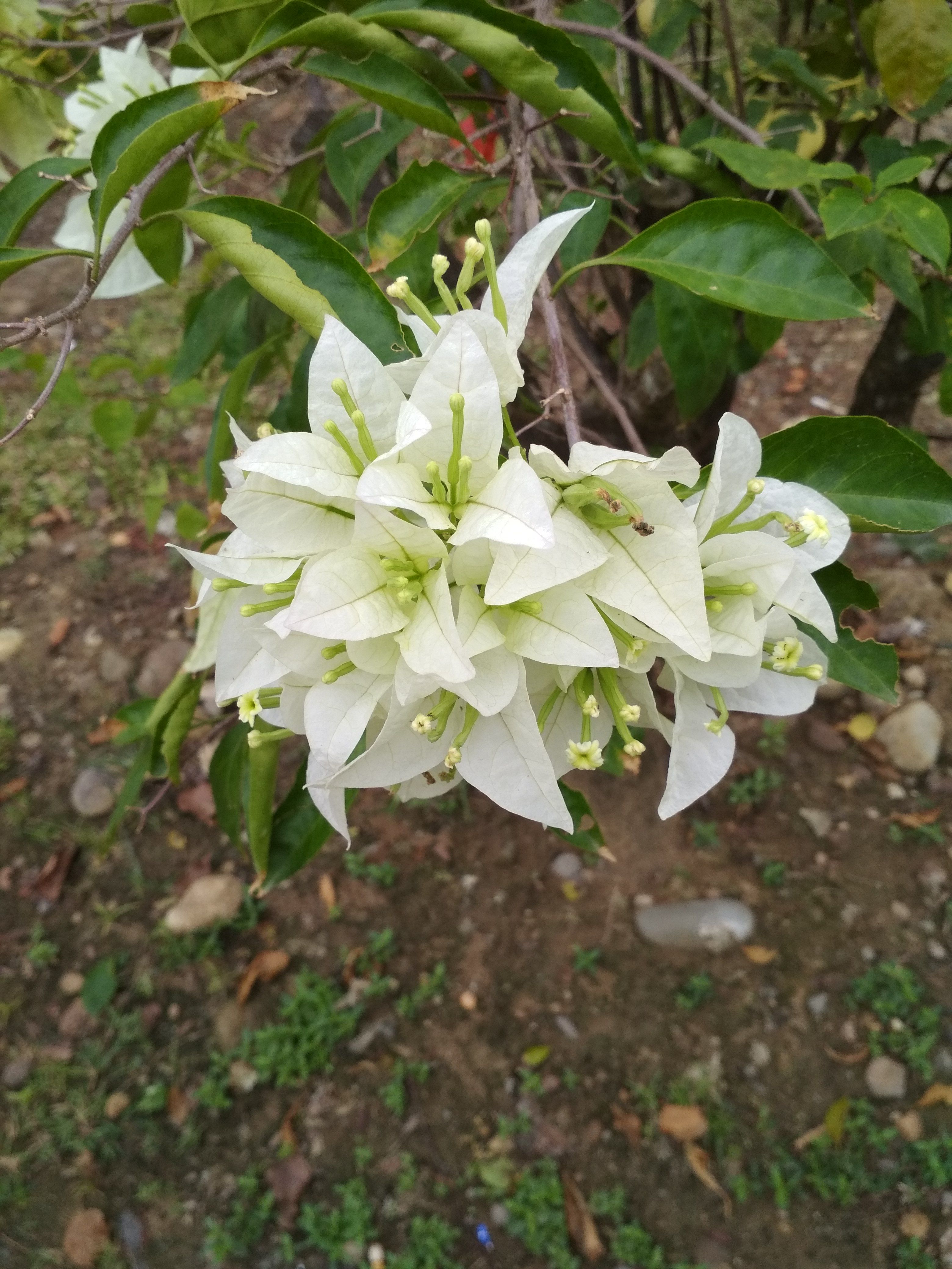Bunga Kertas Putih Steemit