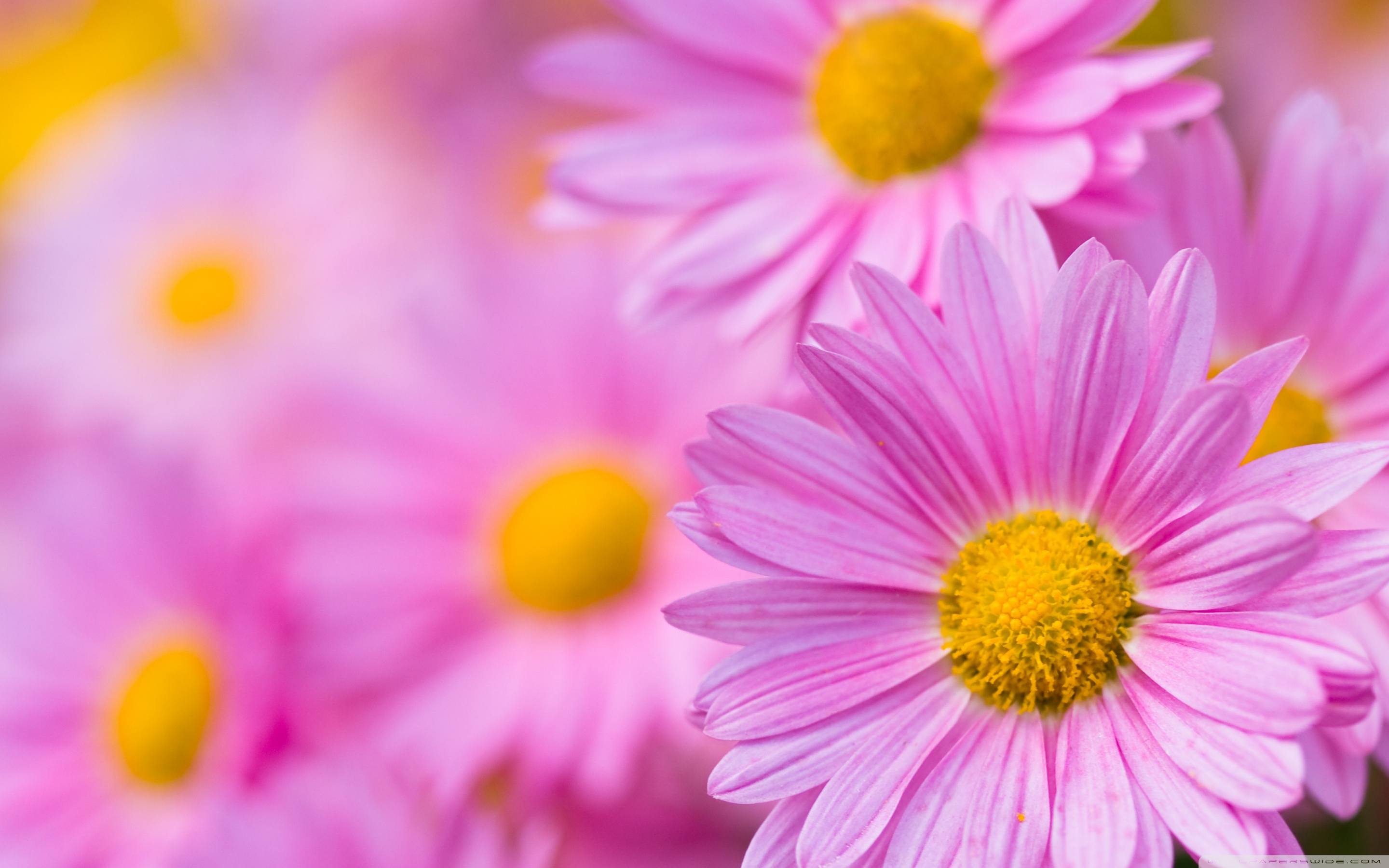 pink_chrysanthemum_2-wallpaper-2880x1800.jpg