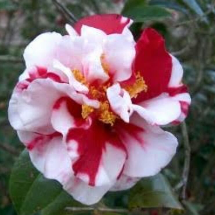 53+ Gambar Bunga Camelia Kekinian 53+ Gambar Bunga Camelia Kekinian