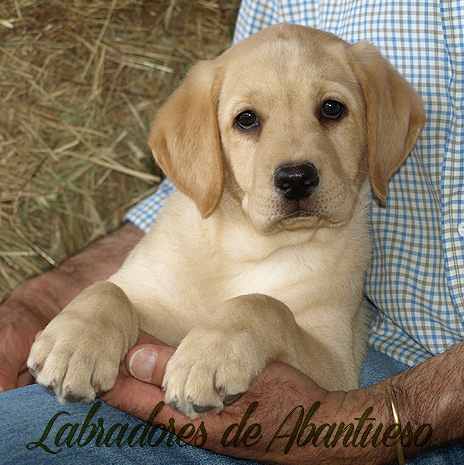 cachorro-labrador-retriever191.jpg