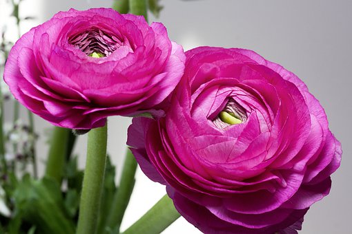 ranunculus-3078570__340.jpg