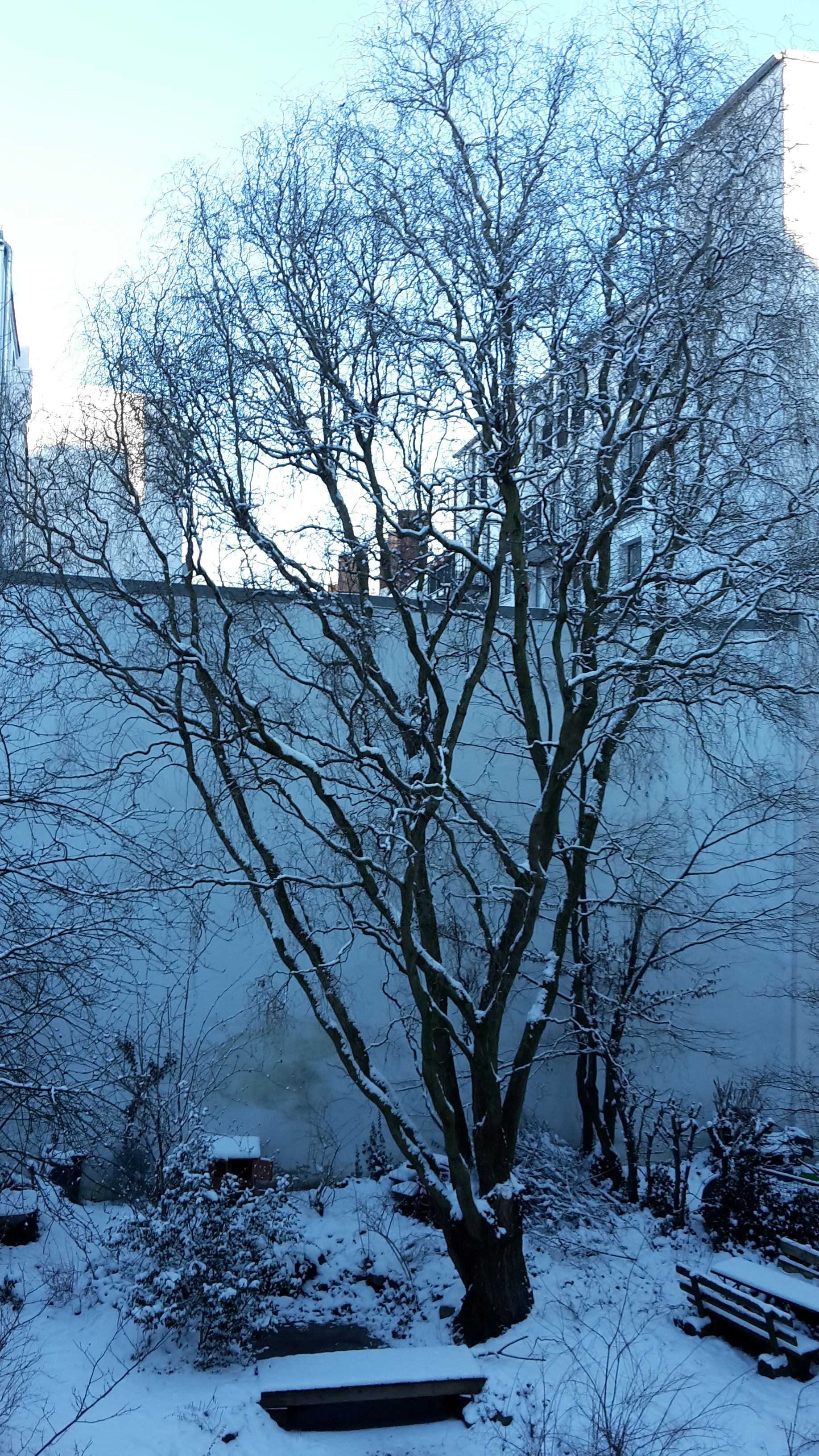 Schnee auf Baum - Garten.jpg