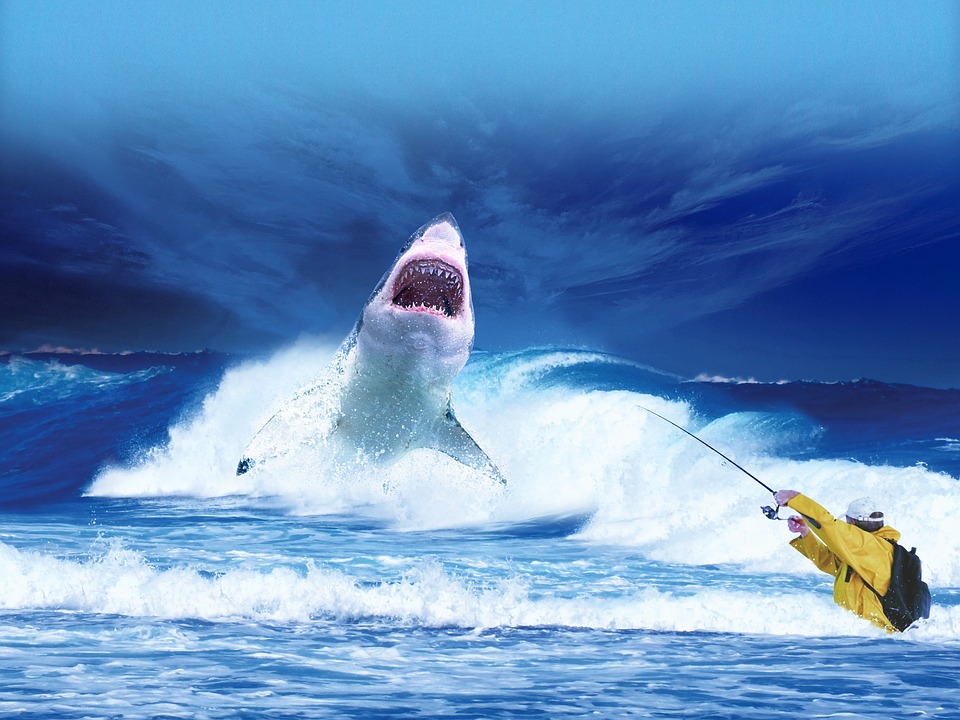 Shark-Predator-Ocean-Fisherman-Sea-Fishing-Blue-2102330.jpg