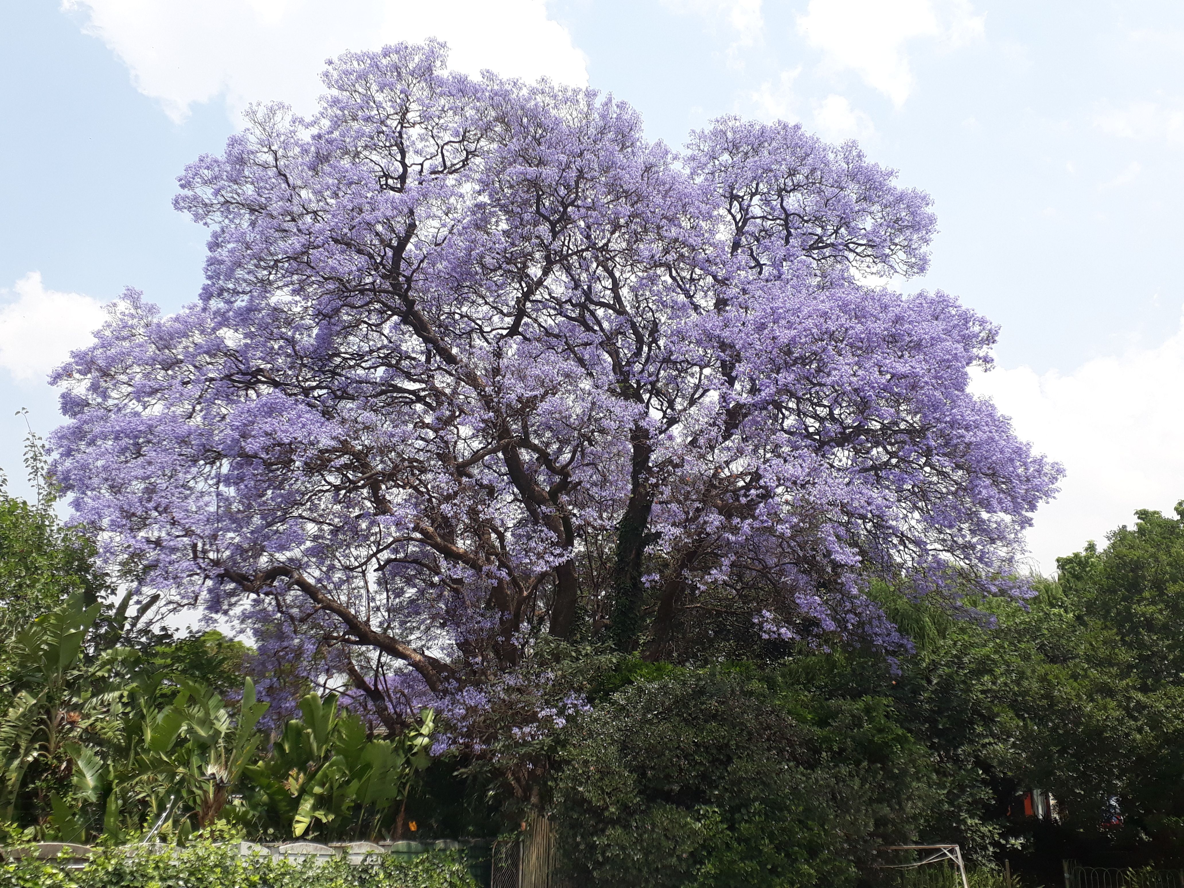 jacaranda in bloom