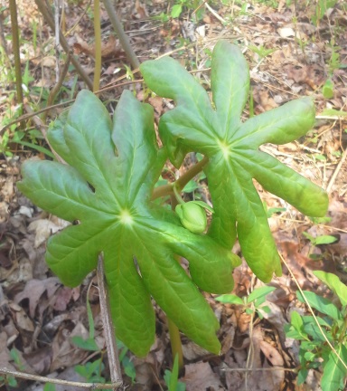 20150412_153034.jpg
