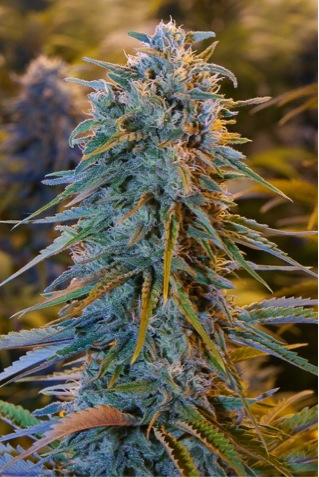 BLUE DREAM.jpg