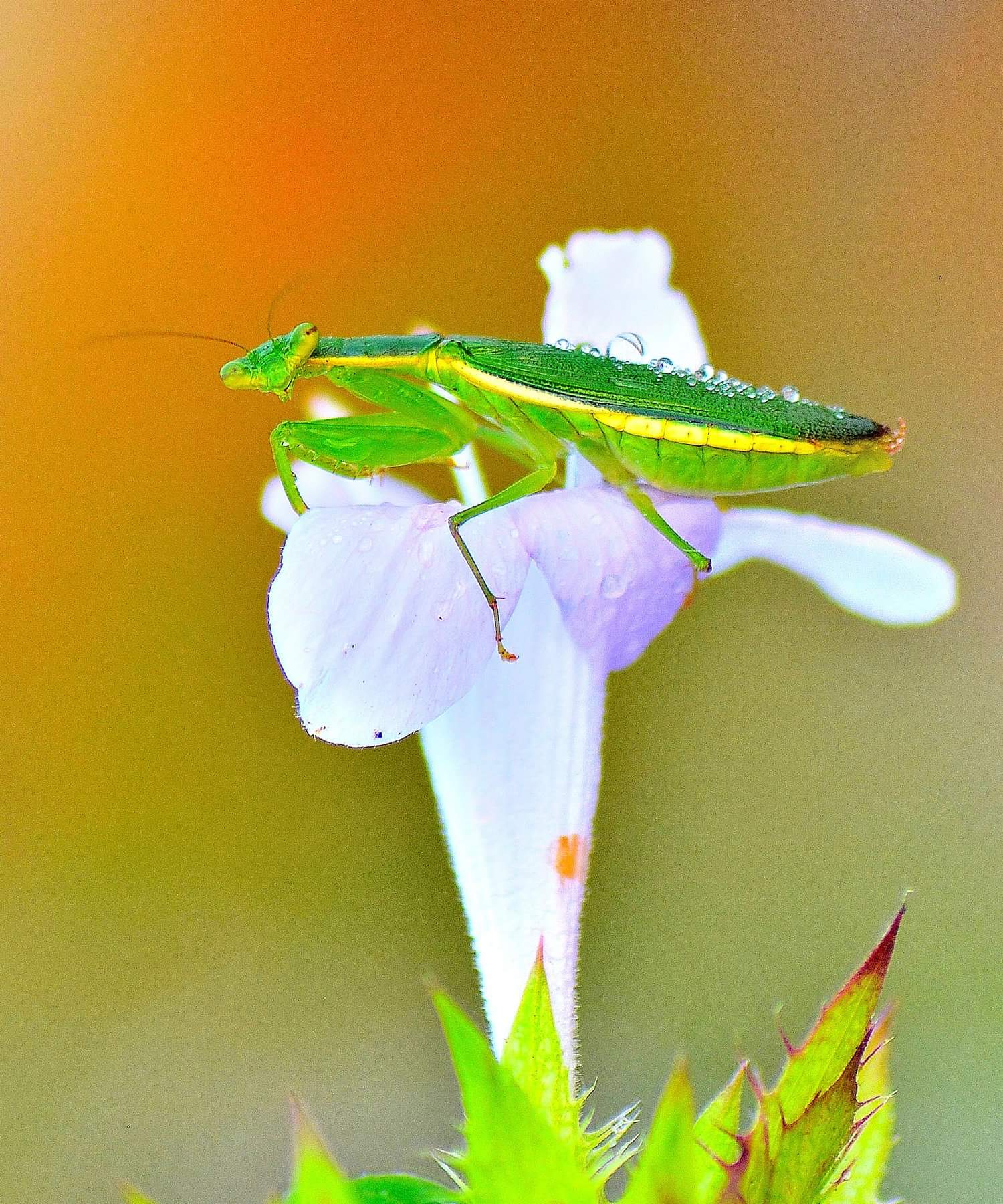 Insects on flower.jpg