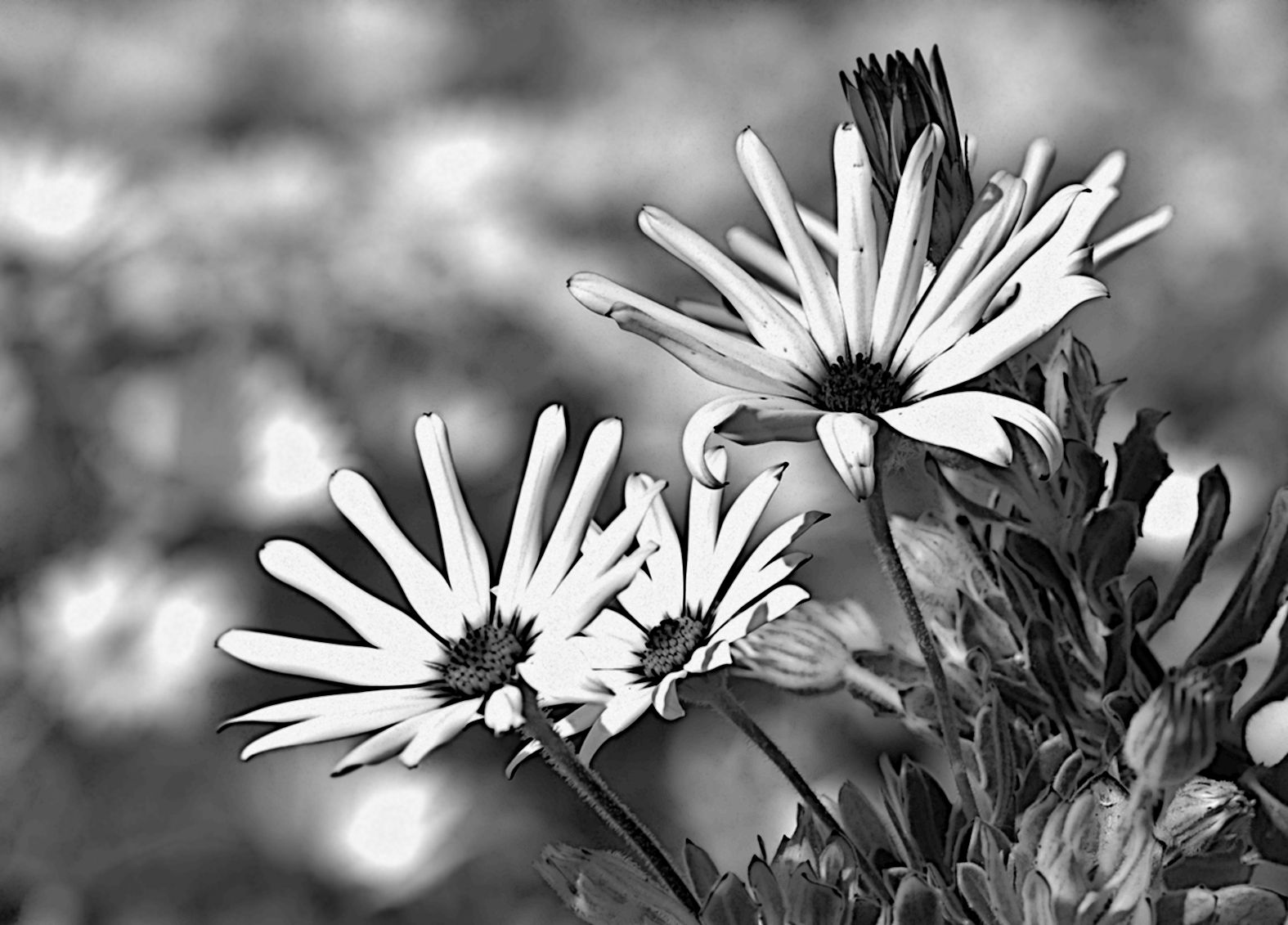 cape daisy bw.jpg