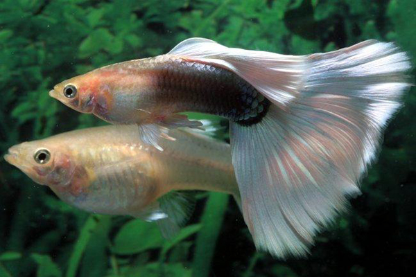 guppy.jpg