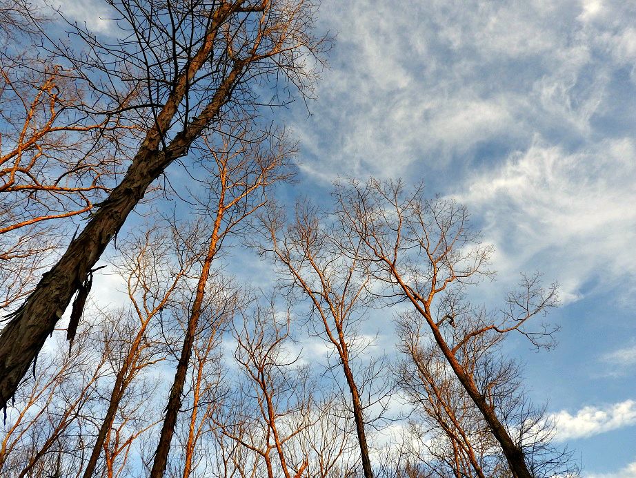 Sunset trees.jpg