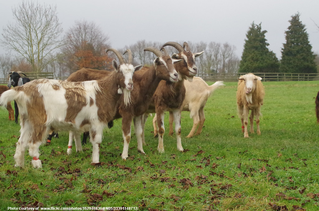 HerdOfCapGoats-001-010118.jpg