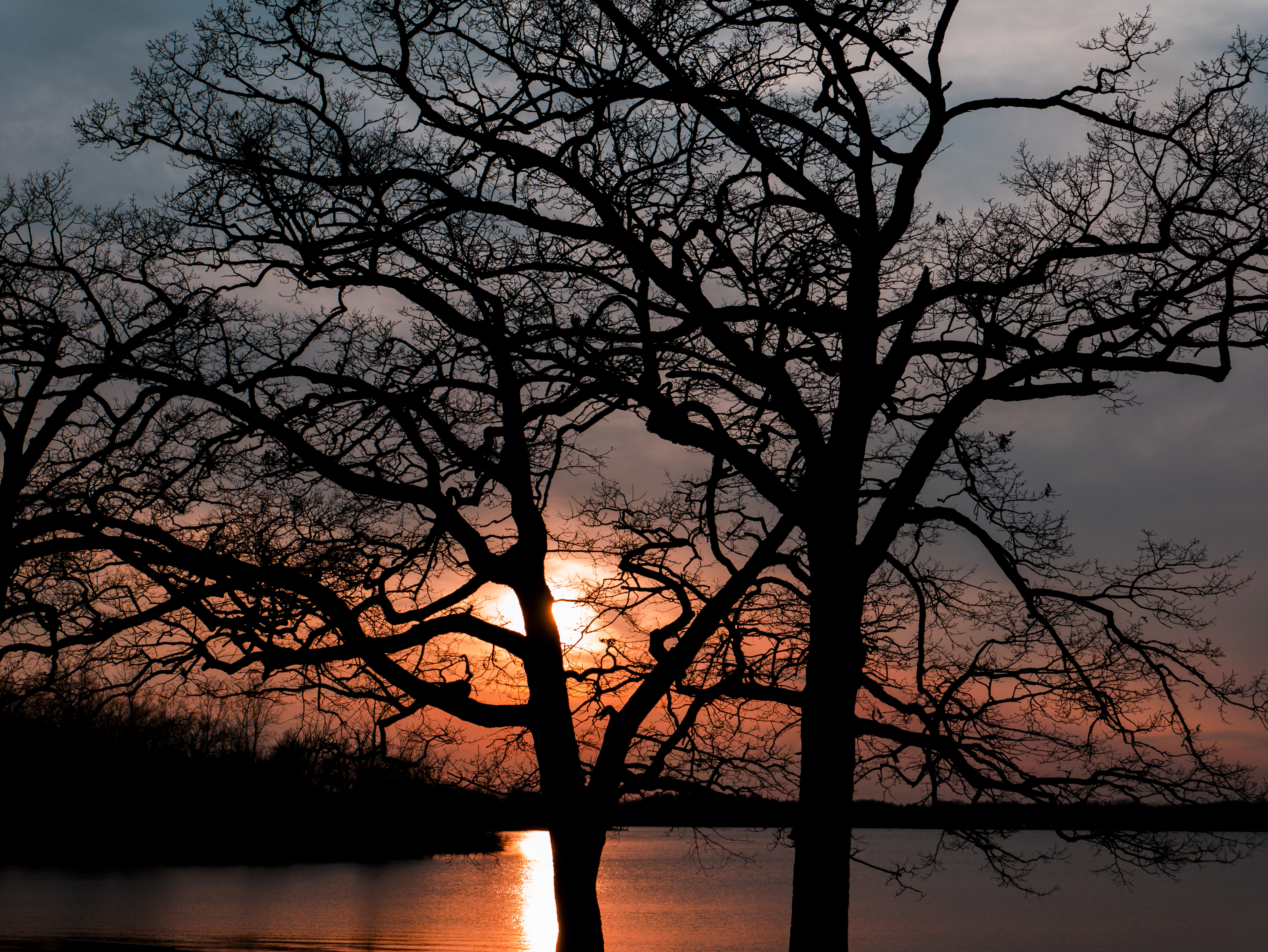 Sunset_Tree_Lake__PS__P1070753.jpg