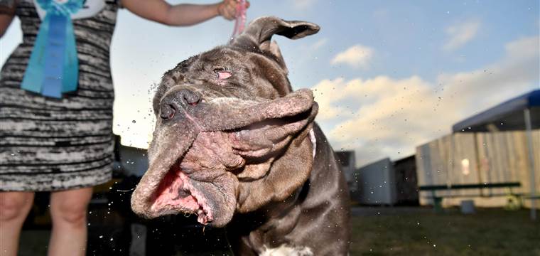170624-worlds-ugliest-dog-1004a-rs_732d79eb4b0be5edb5ace9bf128eca12.nbcnews-fp-760-360.jpg