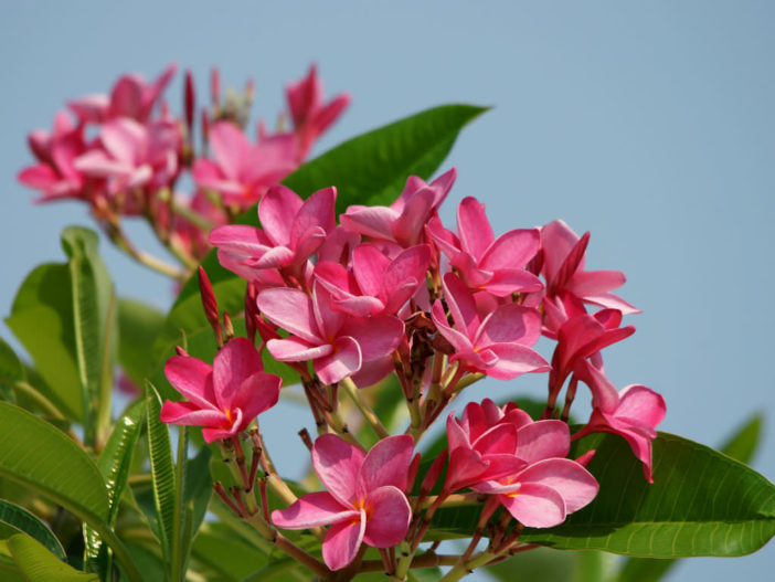 Plumeria-rubra-Frangipani1-702x527.jpg