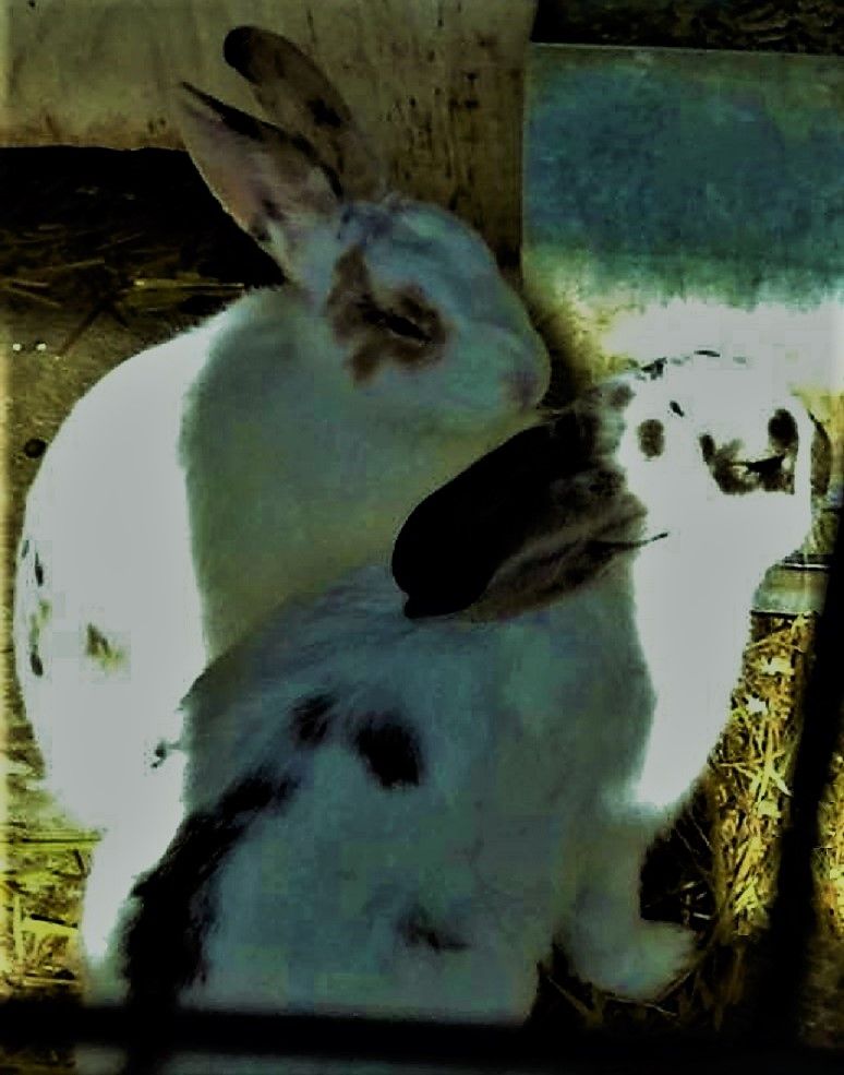 Two_cute_bunnies_Dcen_neo2.jpg