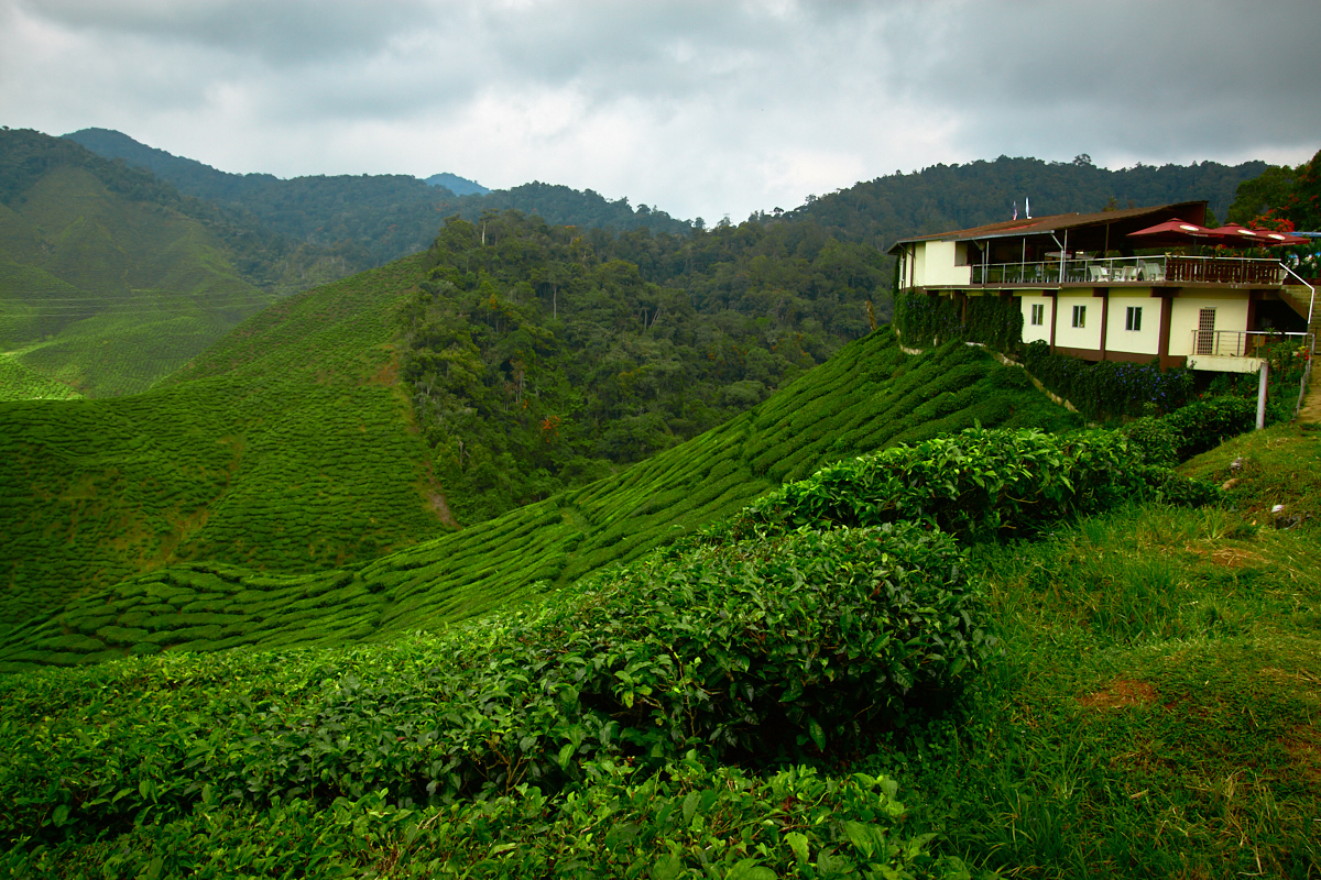 tea fields 1.jpg