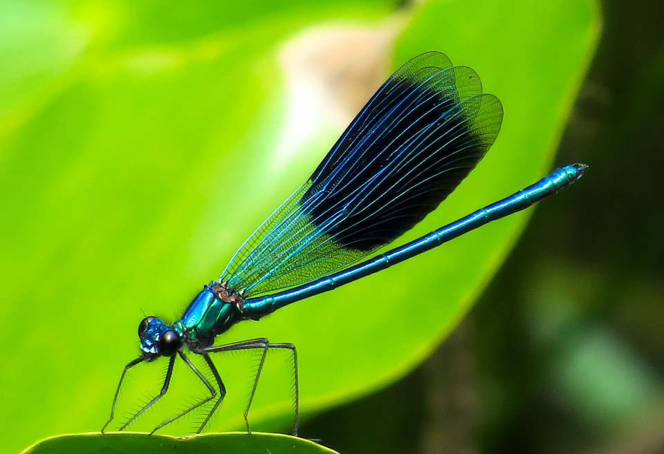 Animal Dragonfly Insect Wing Wildlife Photography.jpg
