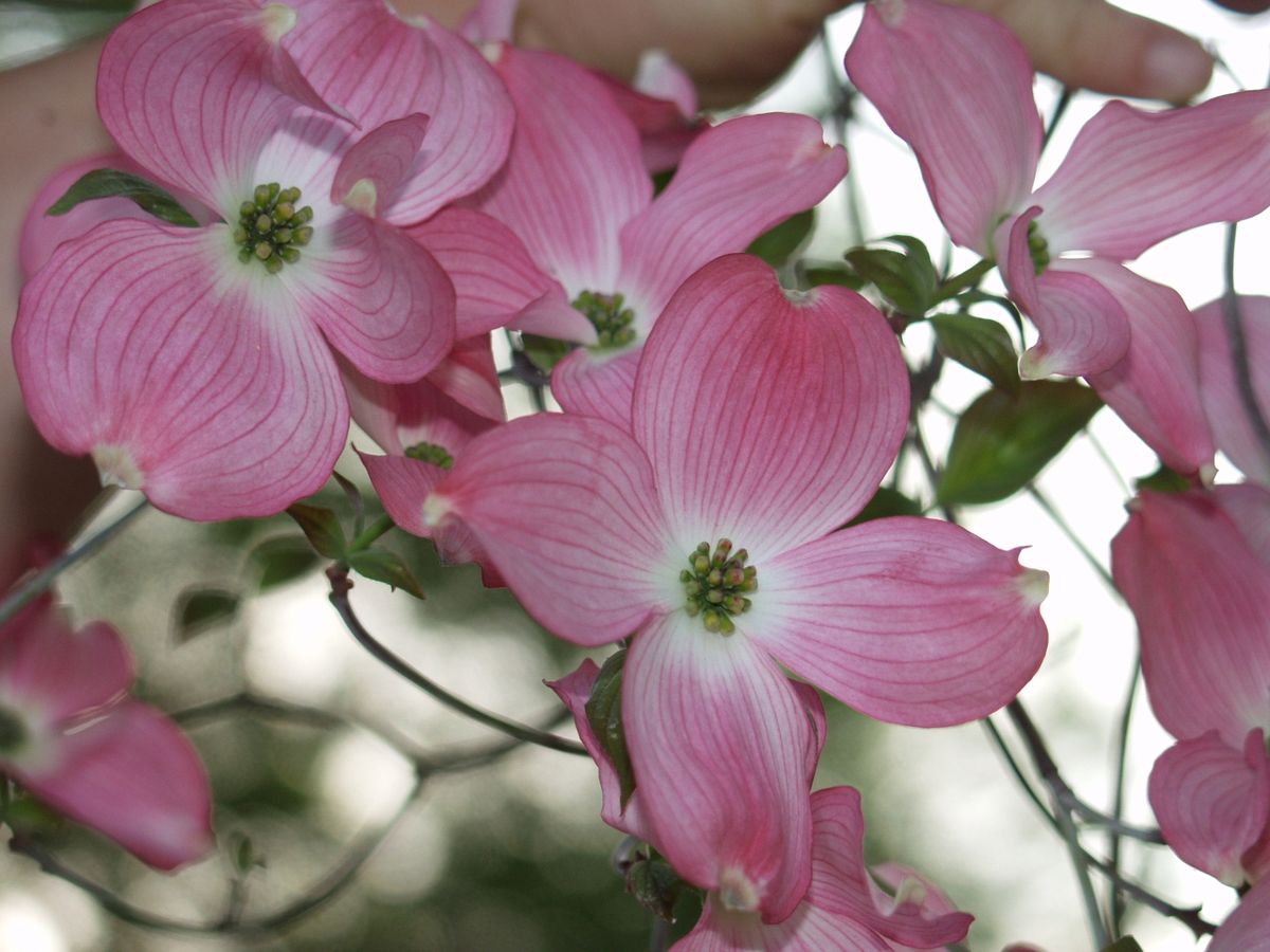 1200px-Cornus_florida_Rubra.jpg