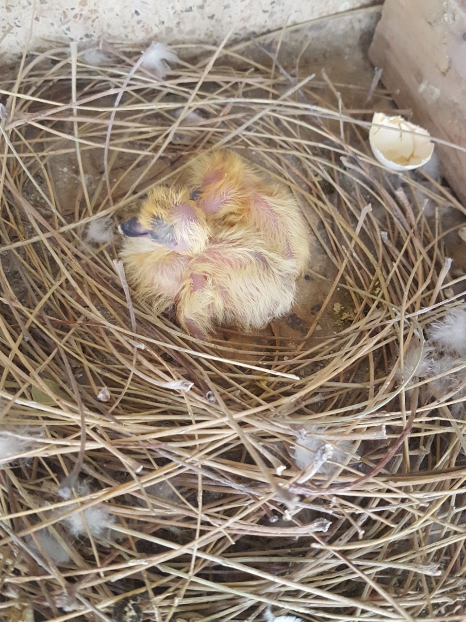 WhatsApp Image 2017-12-25 at 6.56.34 PM.jpeg