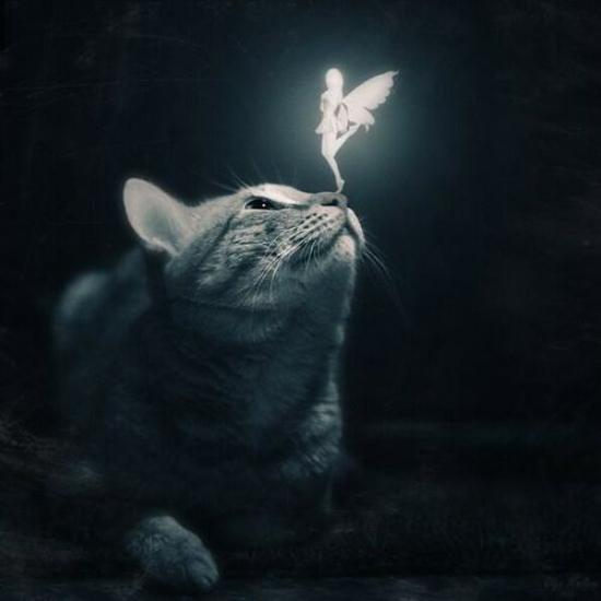 cat with fairy111.jpg