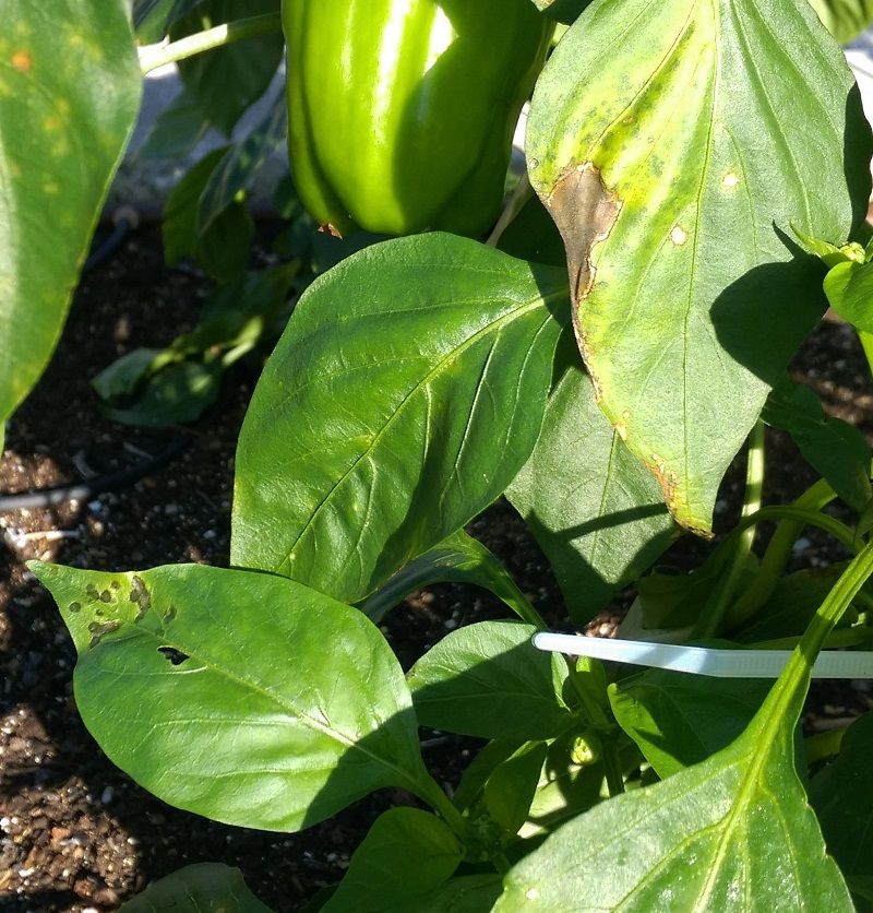 Bacterial Leaf Spot - Bell pepper.jpg