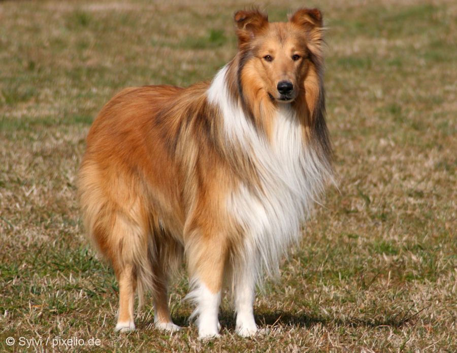 rough-collie.jpg