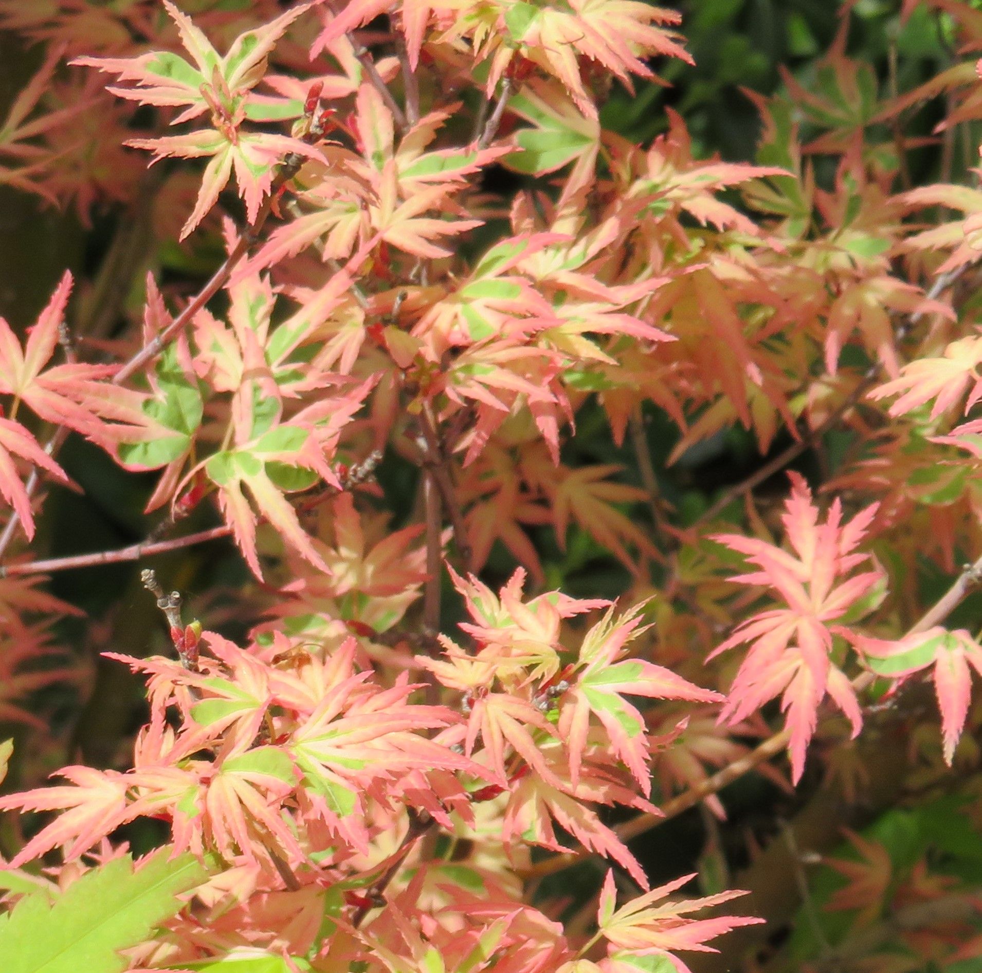 JapaneseMaple3 (4).JPG