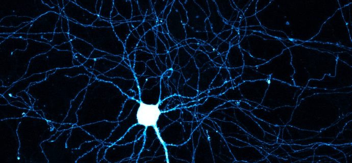 neurons.jpg