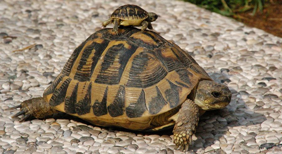 Tipos de tortugas de tierra