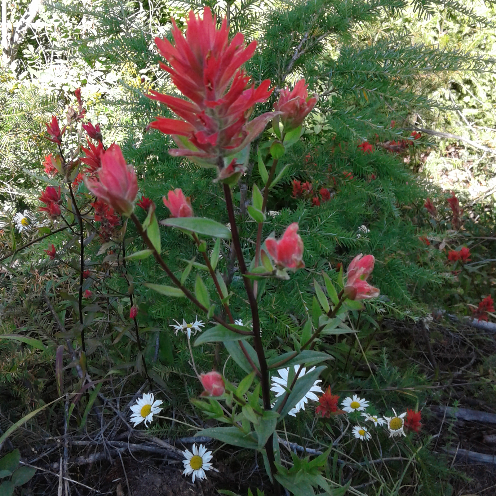 indian paintbrush.png