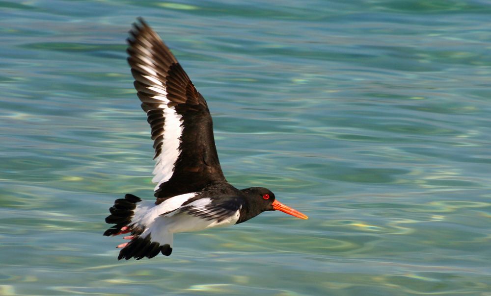 oystercatcher.jpg