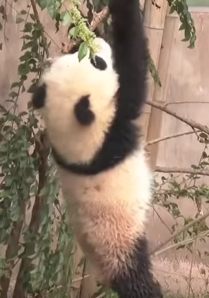 PANDA.PNG