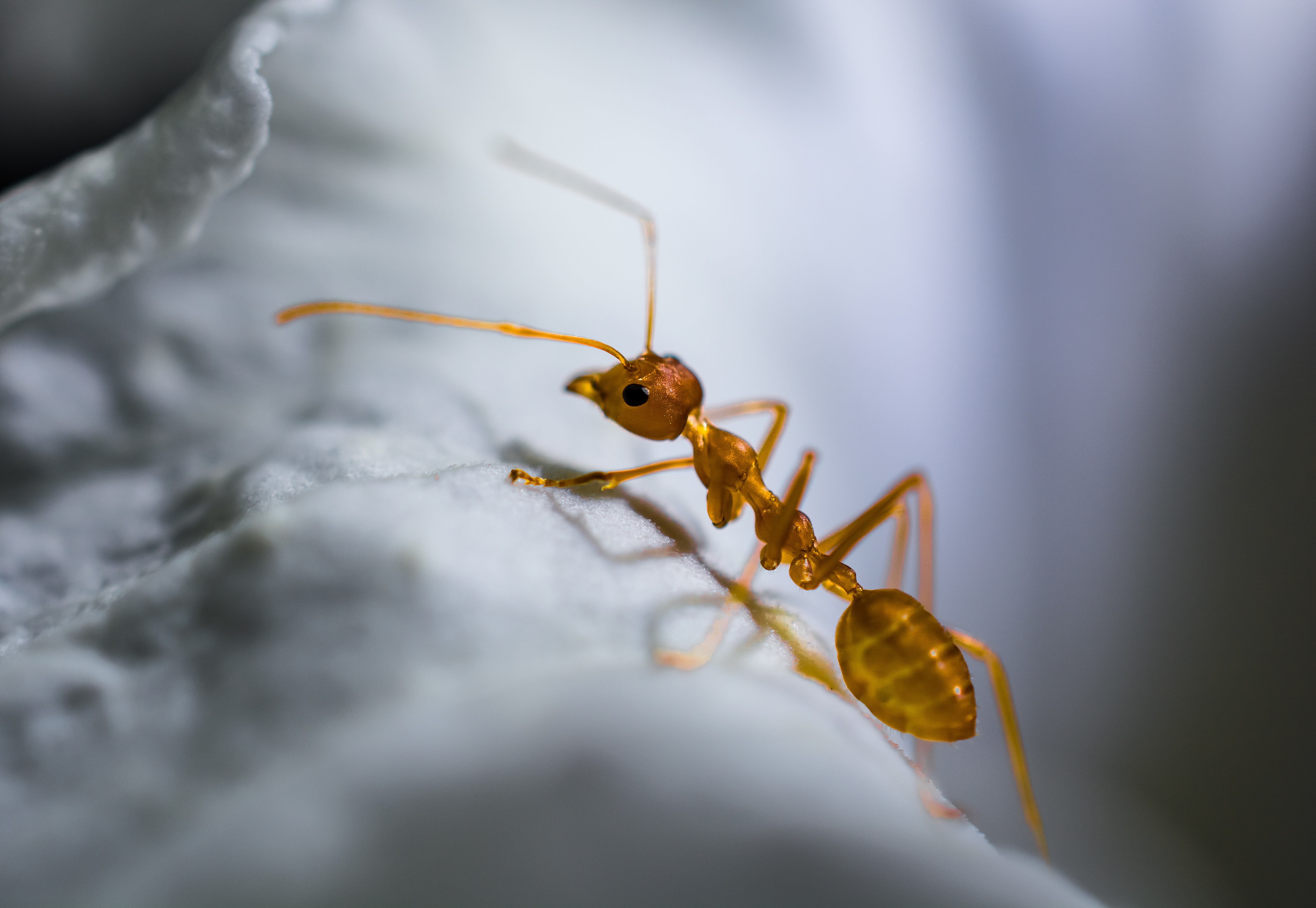 red-ant-319068.jpg