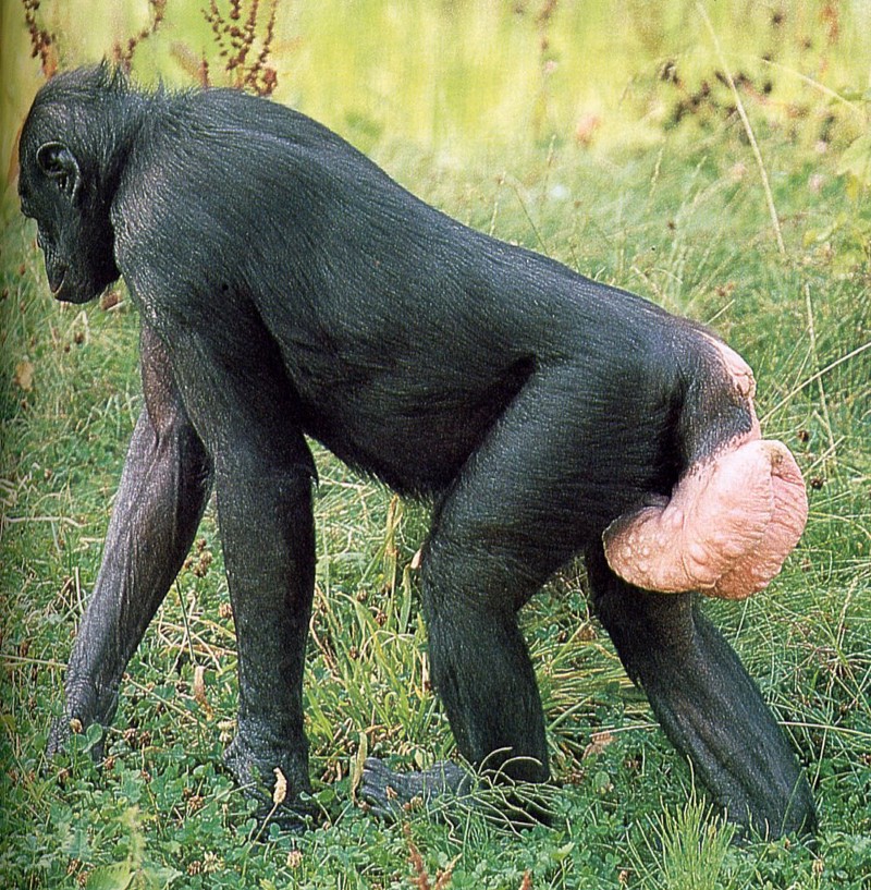 chimpanzee in estrus advertising.jpeg