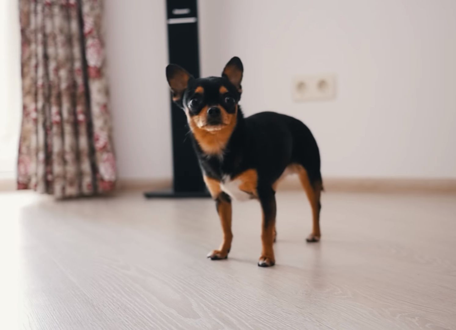 Chihuahua nice dog 03.jpg