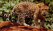 steemit.interglobal.paul.jaguar.1.jpg