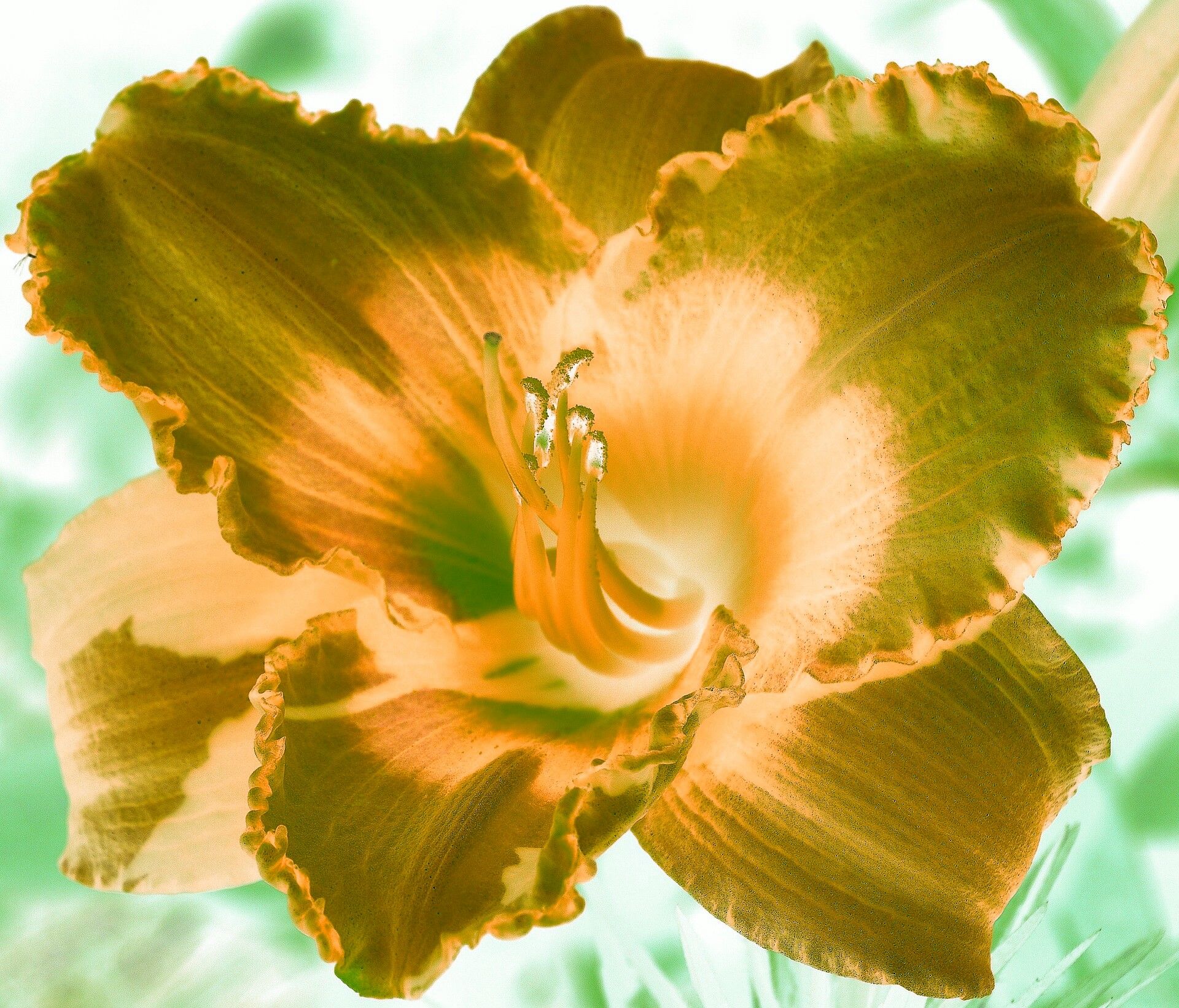 daylily-183294_1920.jpg