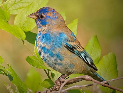 indigo_bunting_first_winter_male1.jpg